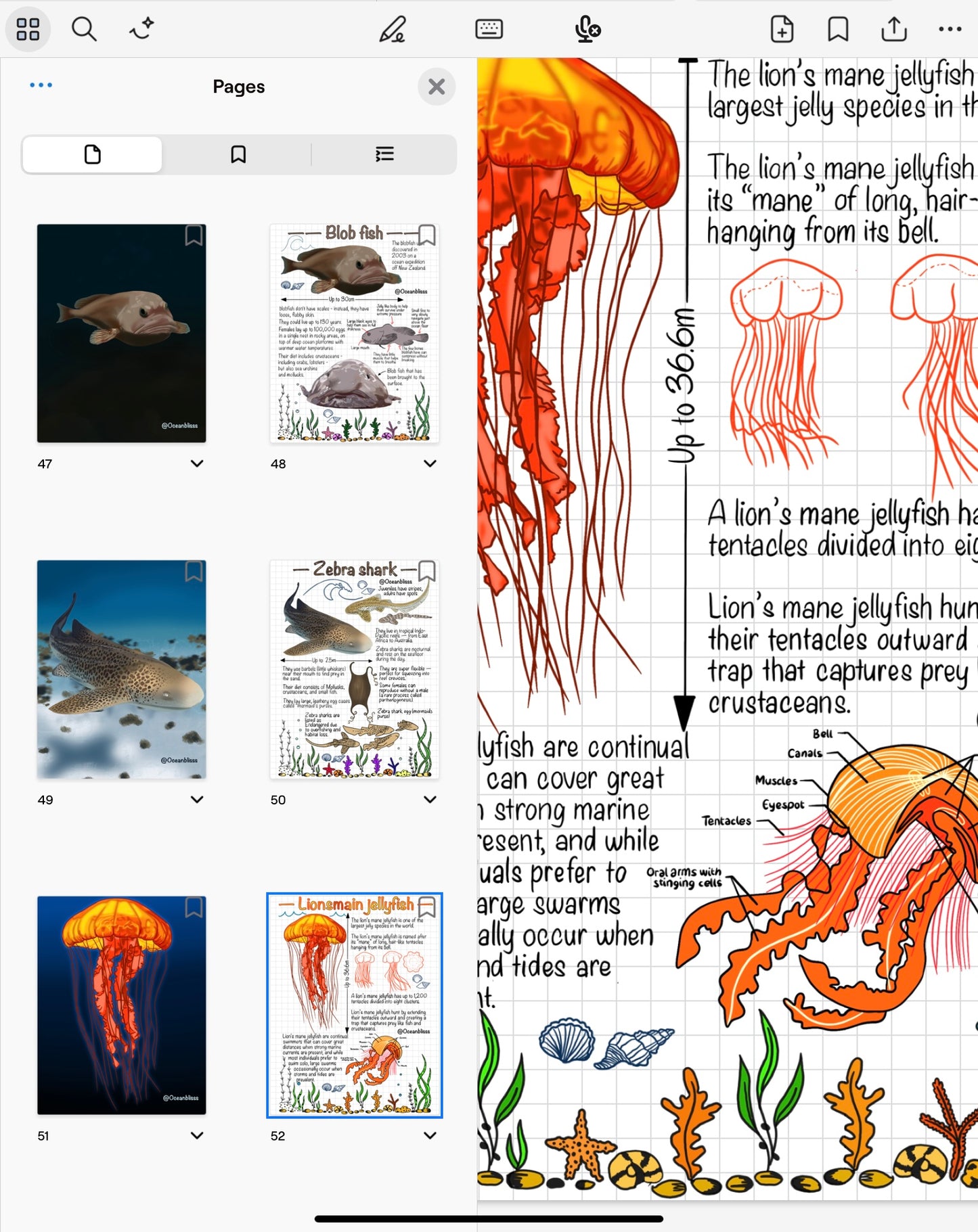 Marine Biology Notebook Bundle (Vol. 1 + Vol. 2) β Digital Download