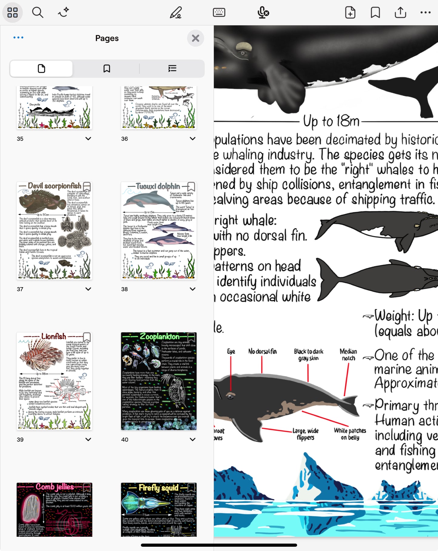 Marine Biology Notebook Bundle (Vol. 1 + Vol. 2) – Digital Download