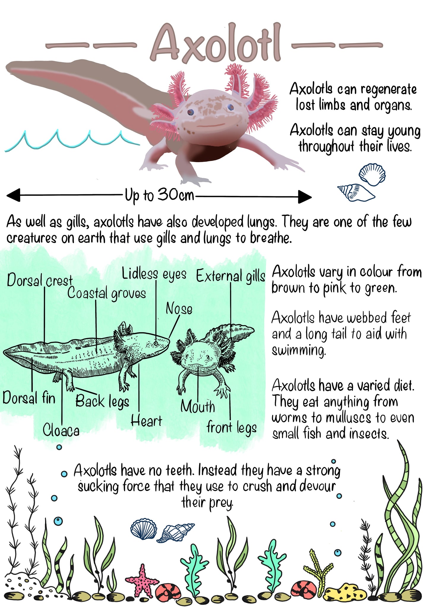 The Marine Biology Journal. A Digital & Printable Ocean-Inspired Book