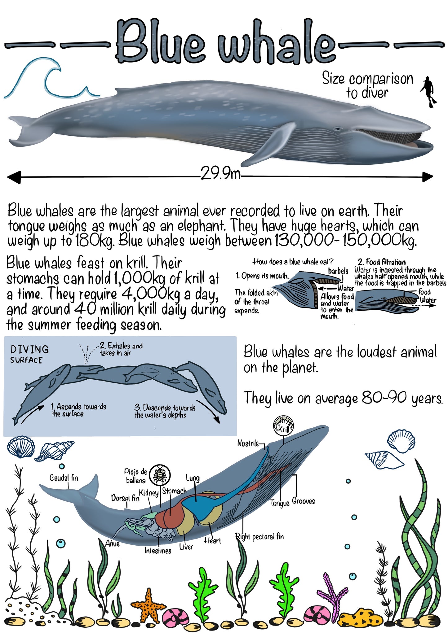 The Marine Biology Journal. A Digital & Printable Ocean-Inspired Book