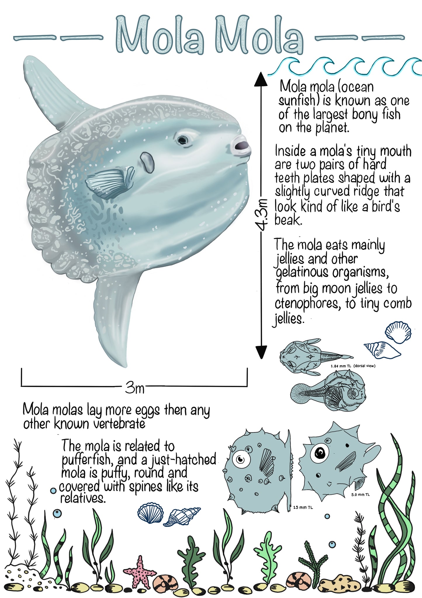 The Marine Biology Journal. A Digital & Printable Ocean-Inspired Book